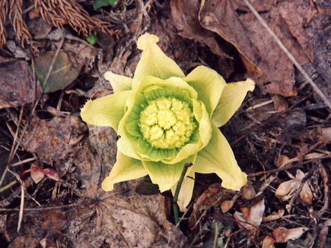 Fukinotō – KitchenNippon