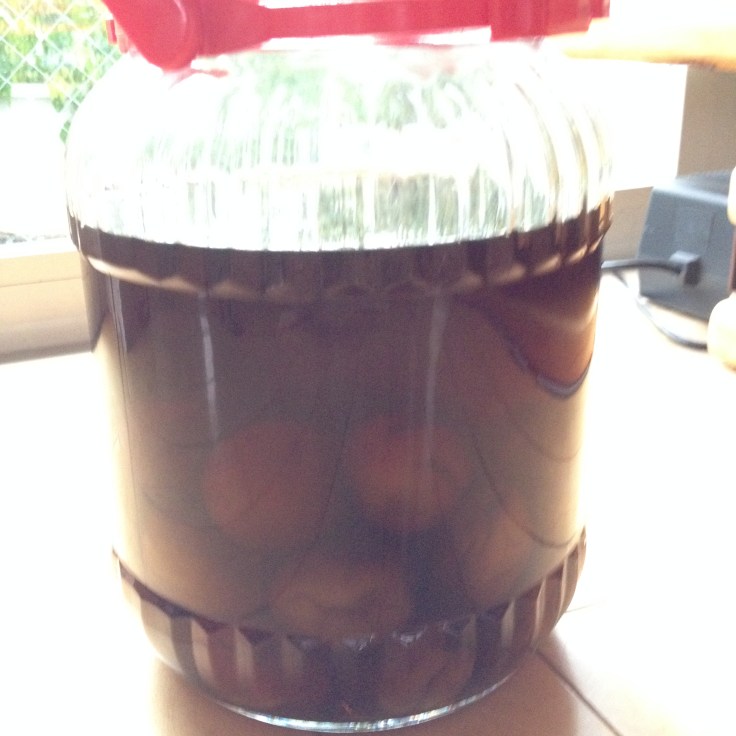 umeshu （1 year old)