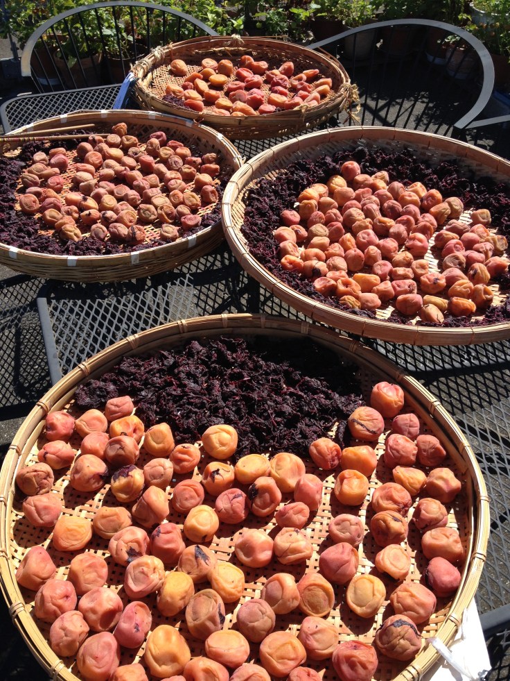 Sun-dry the plums